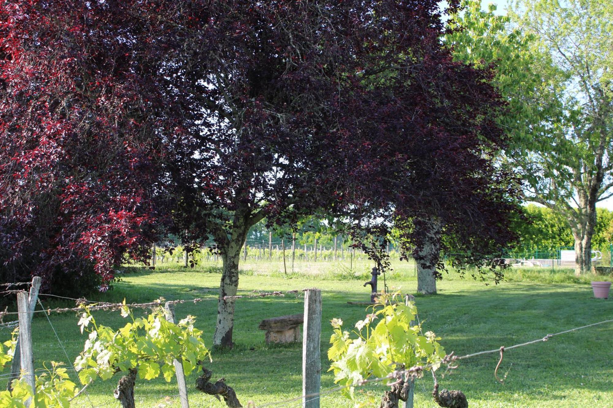 La Vigneraie De Laura Acomodação com café da manhã Sainte-Colombe  Exterior foto